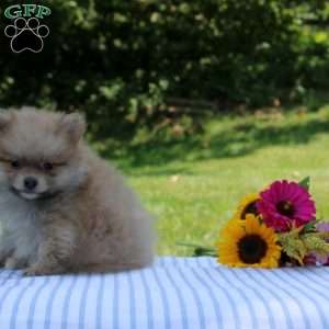 Logan, Pomeranian Puppy